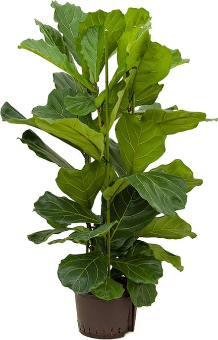 Ficus lyrata - 2 planten per pot - potmaat 21 - 110 cm hoog