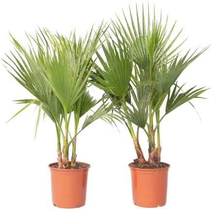 Plant in a Box - Washingtonia Robusta - Set van 2 - Mexicaanse Waaierpalm - Pot 21cm - Hoogte 70-90cm