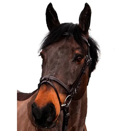 Hoofdstellen voor paarden Canter Club