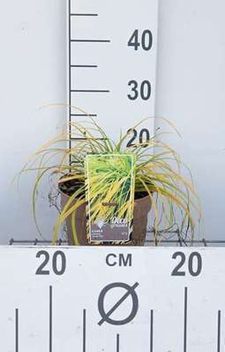 Zegge - Carex osh. 'Everillo®' | 3 liter pot