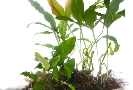 Moerings Driftwood met 3 planten | Large Waterplant