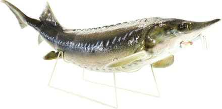 3D Real Fish Trophy Steur 110 cm Levensecht Beeld Sturgeon Statue Trofee Prijs Steurvijver Visvijver