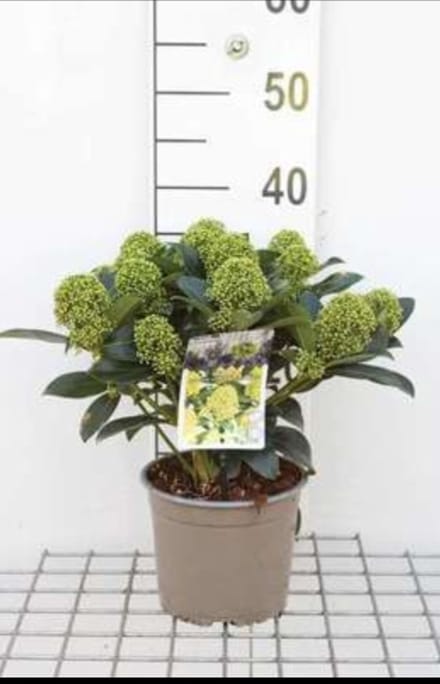 2 x Skimmia jap. 'White Globe'® - Skimmia 25- 30 cm in pot