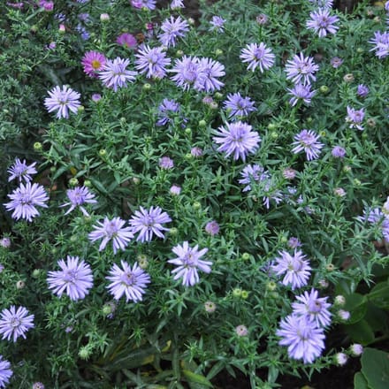 6 x Aster Dumosus 'Lady In Blue' - Herfstaster pot 9x9cm - Blauwe bloemen, compacte groei