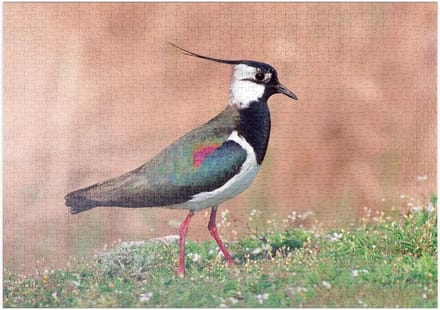 Puzzel Kievit - Legpuzzel Stukjes - Ontspanning Thuis - Vogel Van Het Jaar - 1000 Stukjes