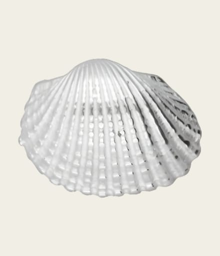 Zilveren Schelp Kokkel kettinghanger