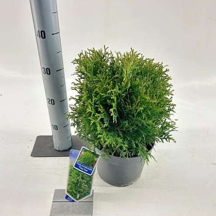 Thuja occ. 'Tiny Tim' - Levensboom | 25-30 cm pot