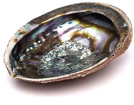 Groene Abalone smudge schelp Haliotis Fulgens L