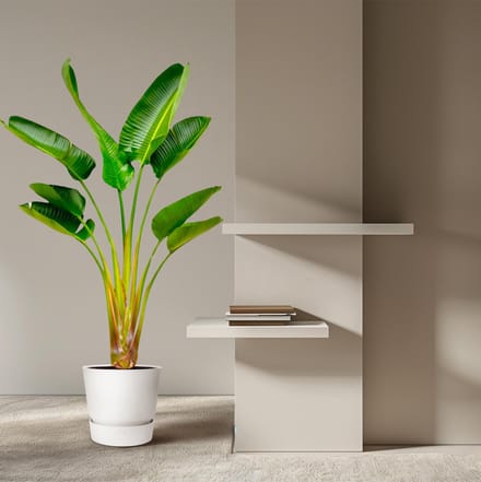 Strelitzia Augusta - 160 cm - Ø28 - Paradijsvogelplant