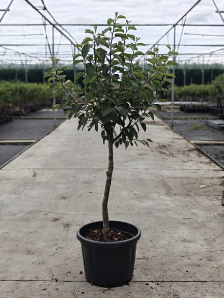 Malus domestica - Oude Appelboom 'Bramley' - Onderstam M111- 45L pot - ca. 2m
