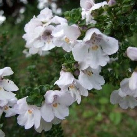 Prostanthera cuneata - Prostanthera cuneata 20-25 cm