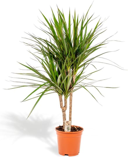 Hello Plants Dracaena Marginata Drakenbloedboom - Ø 17 cm - Hoogte: 70 cm - Palm Kamerpalm