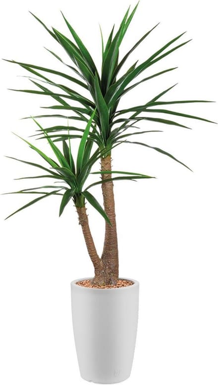 HTT - Kunstplant Yucca in Genesis rond wit H150 cm