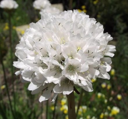 Witte Engels gras (Armeria maritima Alba) - Engels gras Alba - Armeria Maritima - Bijen-Vlinders - Bodembedekkers