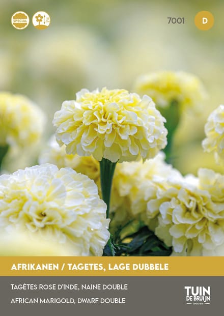 Tuin de Bruijn Afrikaantje Eskimo – 100 Zaden – Crèmewitte Tagetes