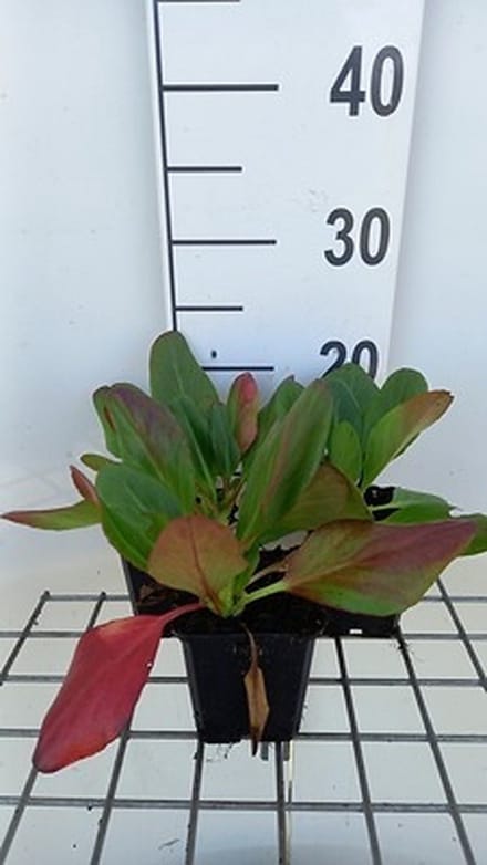 6x Schoenlappersplant - Bergenia hybr. 'Wintermärchen' | 9x9 cm pot