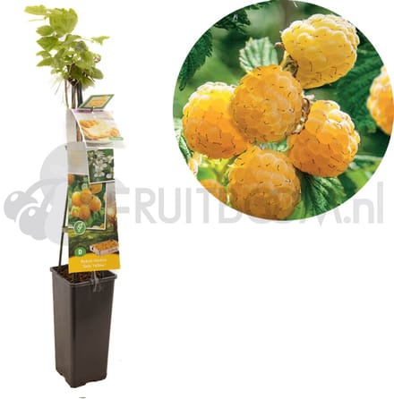 Rubus idaeus TwoTimer® Sugana Yellow® | gele framboos | Ø 11 cm