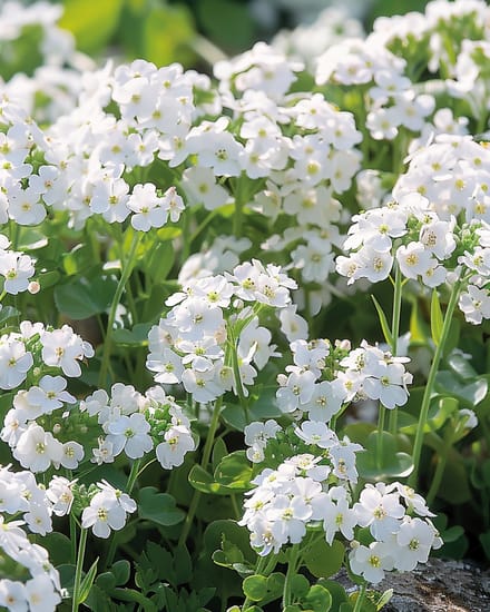 Arabis Snowball Zaden Arabis Alpina Meerjarig