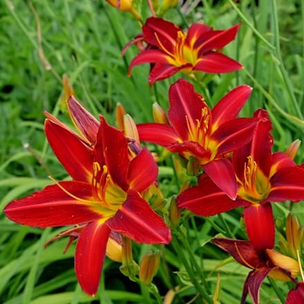 Hemerocallis 'Sammy Russell' - Daglelie - Wortelgoed - 5 stuks