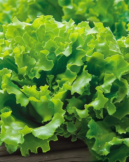 2 sets - Salanova Sla Zaden Vicinity Lactuca Sativa Eenjarig Groen Knapperig Fris