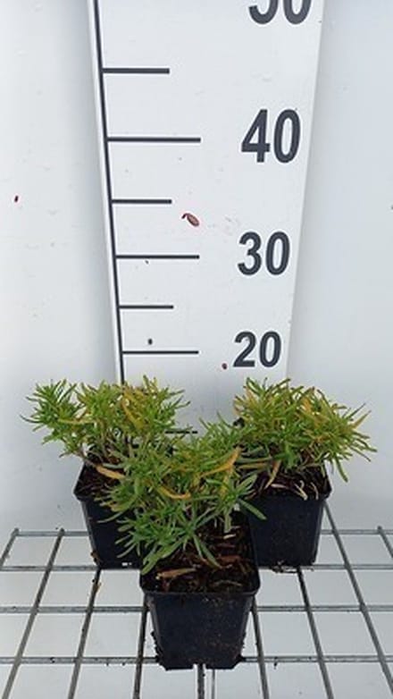 6x Baardiris - Iris (germ.) 'Constant Wattez' | 9x9 cm pot