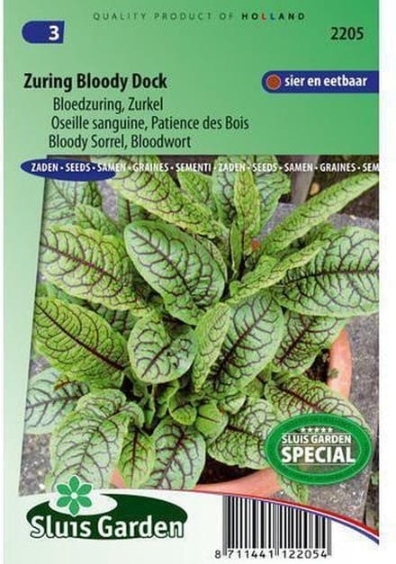 Sluis Garden - Zuring Bloody Dock (Rumex sanguineus)