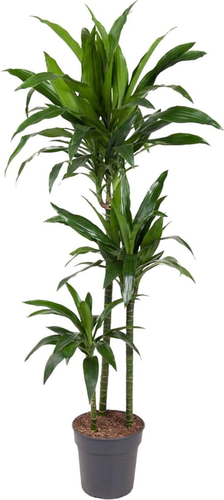 Dracaena Janet Craig - 150 cm - ø24