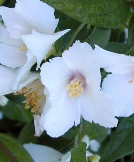 Philadelphus 'Belle Etoile' - Boerenjasmijn 50 - 60 cm in pot