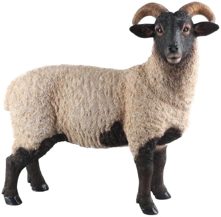 Staand Norfolk schaap