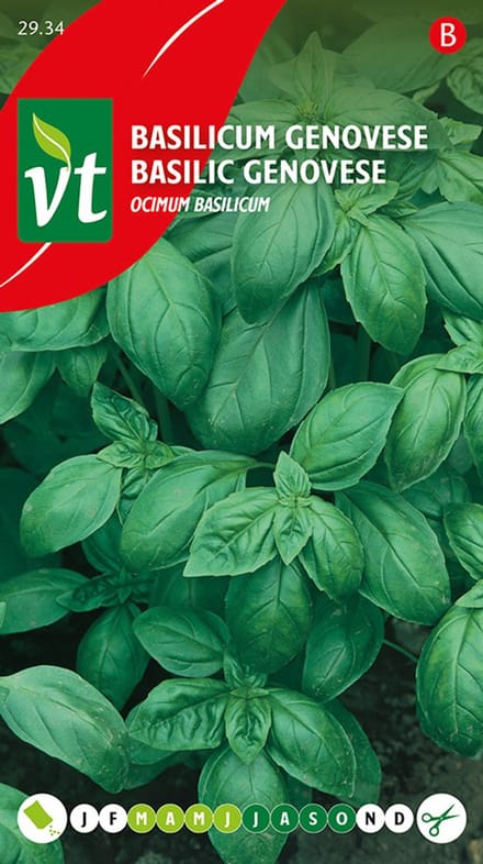 Basilicum Genovese (Ocimum basilicum) - Pittige basilicum met munt- en anijsaccenten