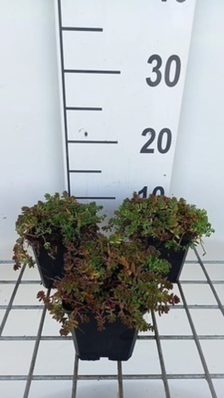 6x Sedum album 'Murale'