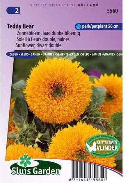 Sluis Garden - Zonnebloem Teddy Bear (Helianthus annuus)