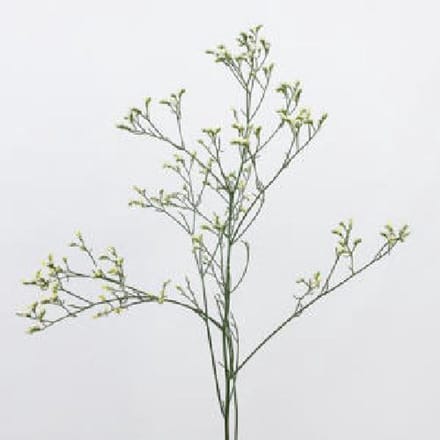 25x Lim.china white 60cm
