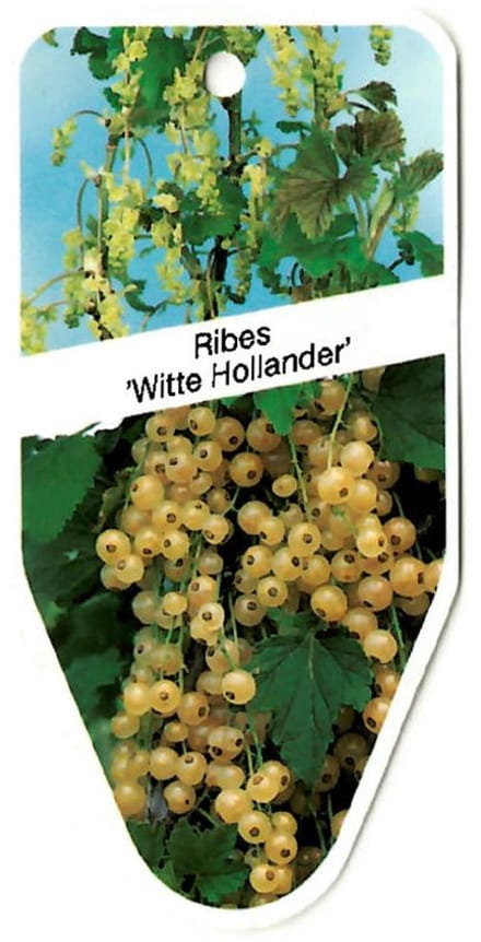 Oosterik home - Ribes Witte Hollander