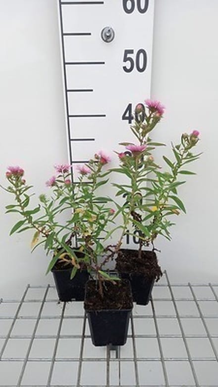 6x Aster - Aster n.a. 'Rudelsburg' | 9x9 cm pot