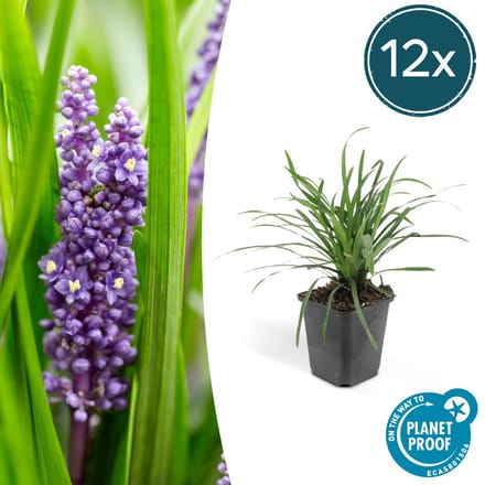 Leliegras (Liriope muscari 'Big Blue') x12, frisse bodembedekker