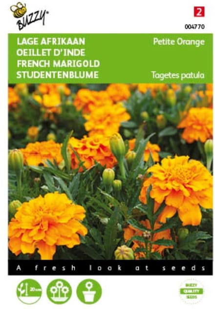 2 stuks - Buzzy - Tagetes patula nana Petite Orange