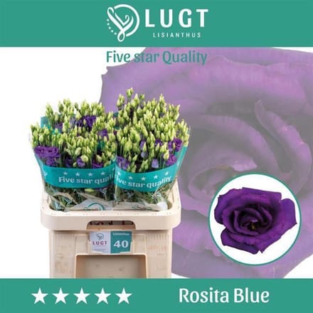 10x Eust.rosita blue du 70cm
