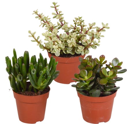 Crassula mix 8,5 cm | 3 stuks