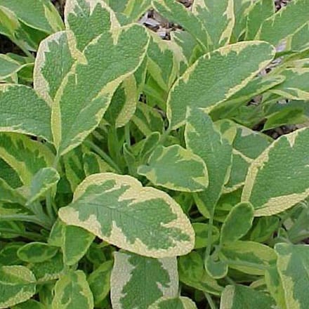 6 x Salvia Officinalis 'Aurea' - Echte Salie pot 9x9cm
