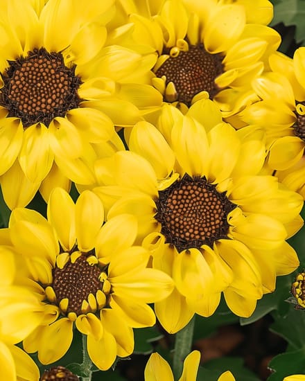 2 sets - Ganzenbloem Zaden Eldorado Geel Chrysanthemum Segetum Eenjarig