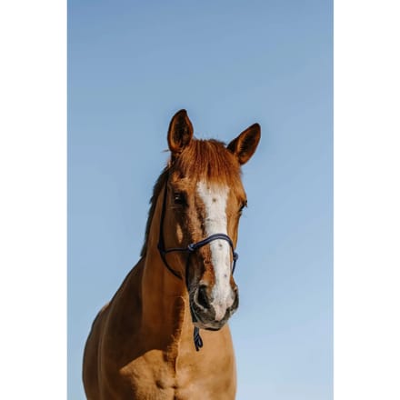 Ethologisch halster voor paard Norton Nylon