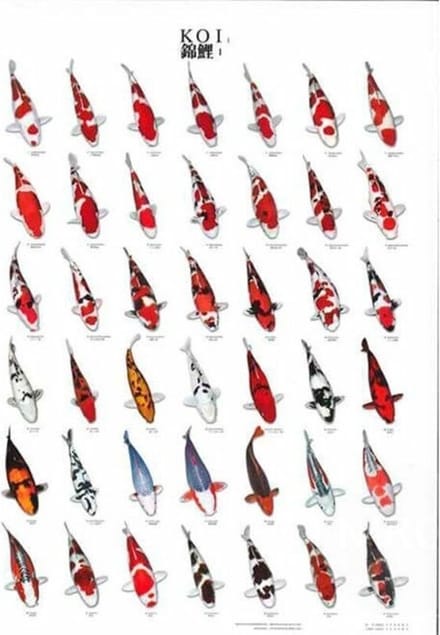 SuperFish Koiposter Nr.1 A4 Gelamineerd