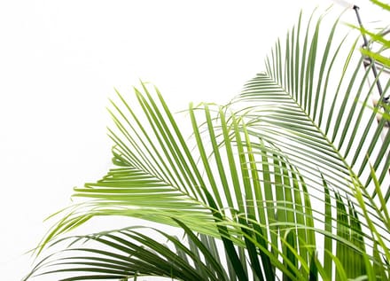 Goudpalm - Areca Palm Dypsis Lusescens hoogte 300cm potmaat 45cm