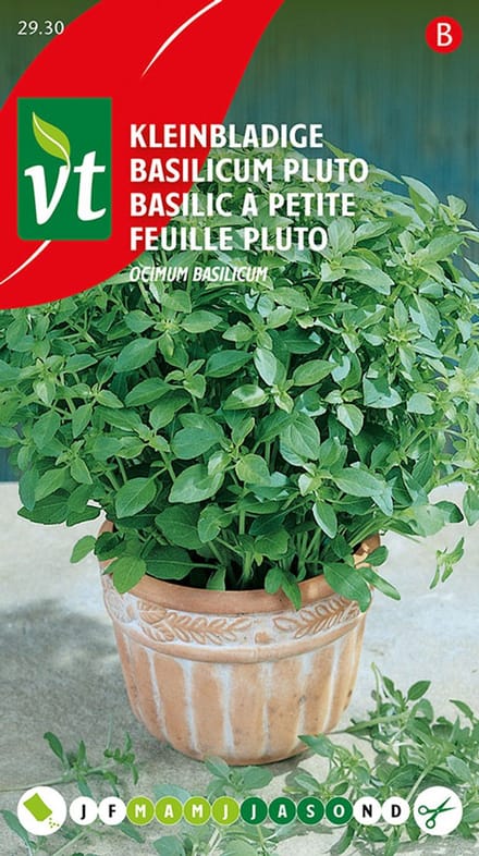 Basilicum kleinbladige Pluto zaden - Compacte basilicum met sterke aromatische smaak