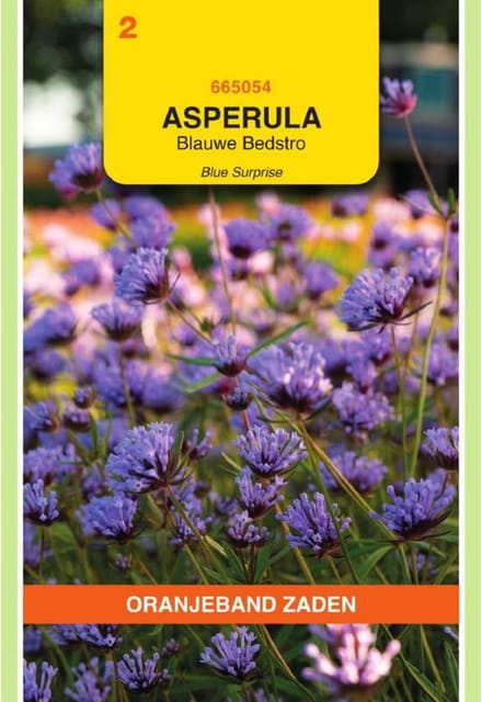 Blauwe Bedstro Blue Surprise (Asperula tinctoria)