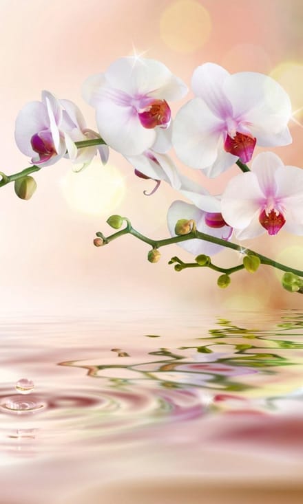 Fotobehang - White Orchid 150x250cm - Vliesbehang
