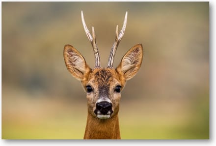 Hert Portret - 90x60 Canvas Liggend - Dieren