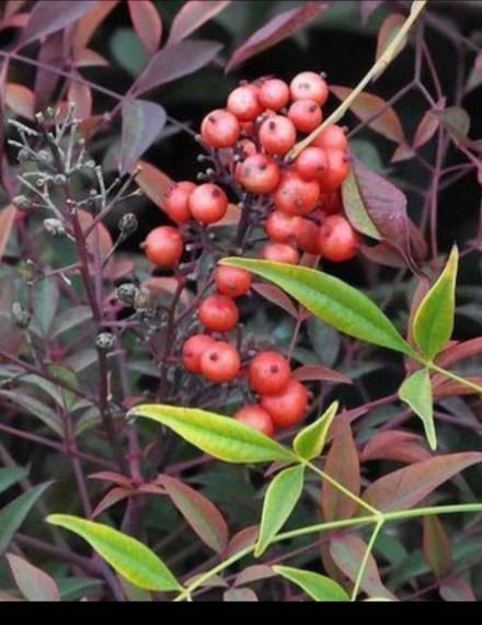 Nandina domestica - Hemelse Bamboe 60- 80 cm in pot