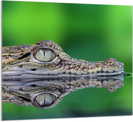 TMK ArtDeko - Serie - Snijplank - Krokodil - 65x60cm